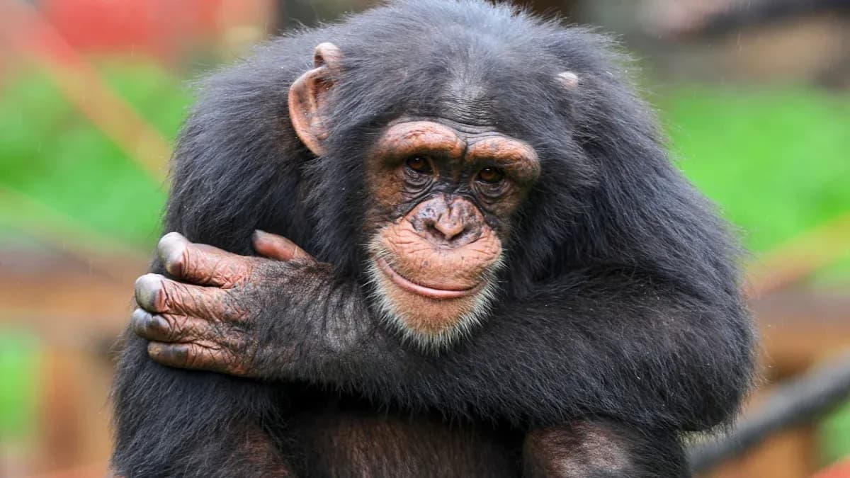 Chimpanzee sitting with arms crossed Chimpanzee sitting with arms crossed